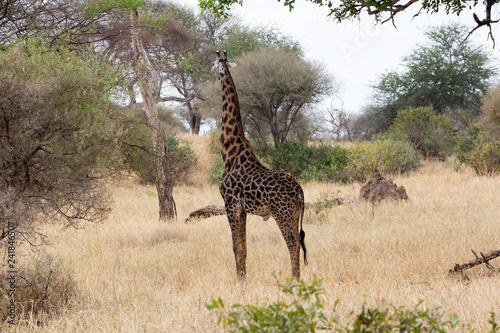 Giraffe (Giraffa) © EinBlick