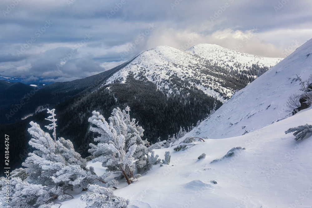 Fototapeta premium Snowy winter mountains at sun day in Carpathians, Pip-Ivan, Ukraine