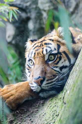 Sumatran tiger. It lives in Asia, in the tropical forests of the Indonesian island of Sumatra. Of the six tiger subspecies that still exist, the Sumatran tiger is however the smaller one
