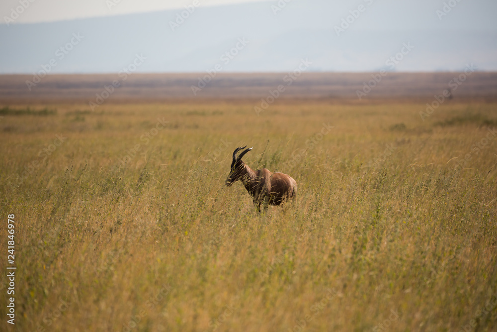 Fototapeta premium Kuhantilope (Alcelaphus)