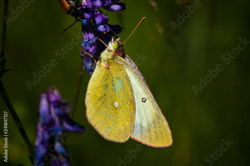 Butterfly on plant in summer sun