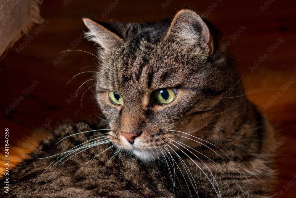 male cat on floor observing surroundings