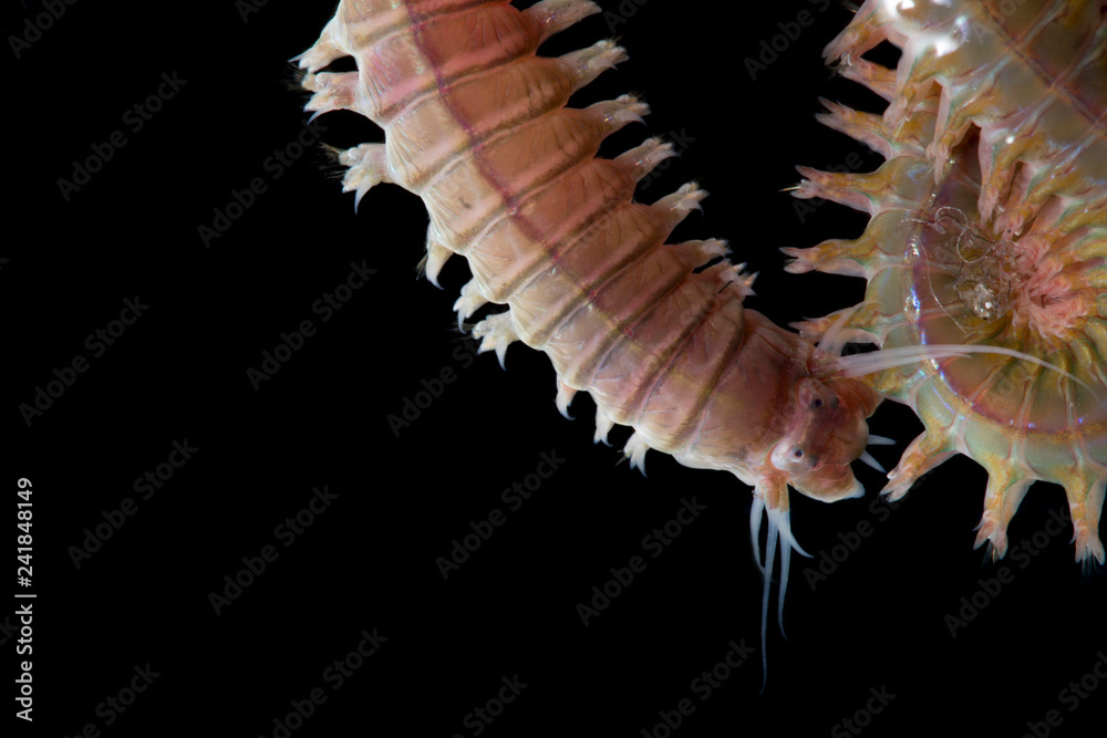 Close up sandworms (Perinereis sp., Polychaeta) isolated on black background