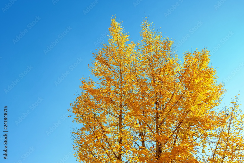 Ginkgo tree