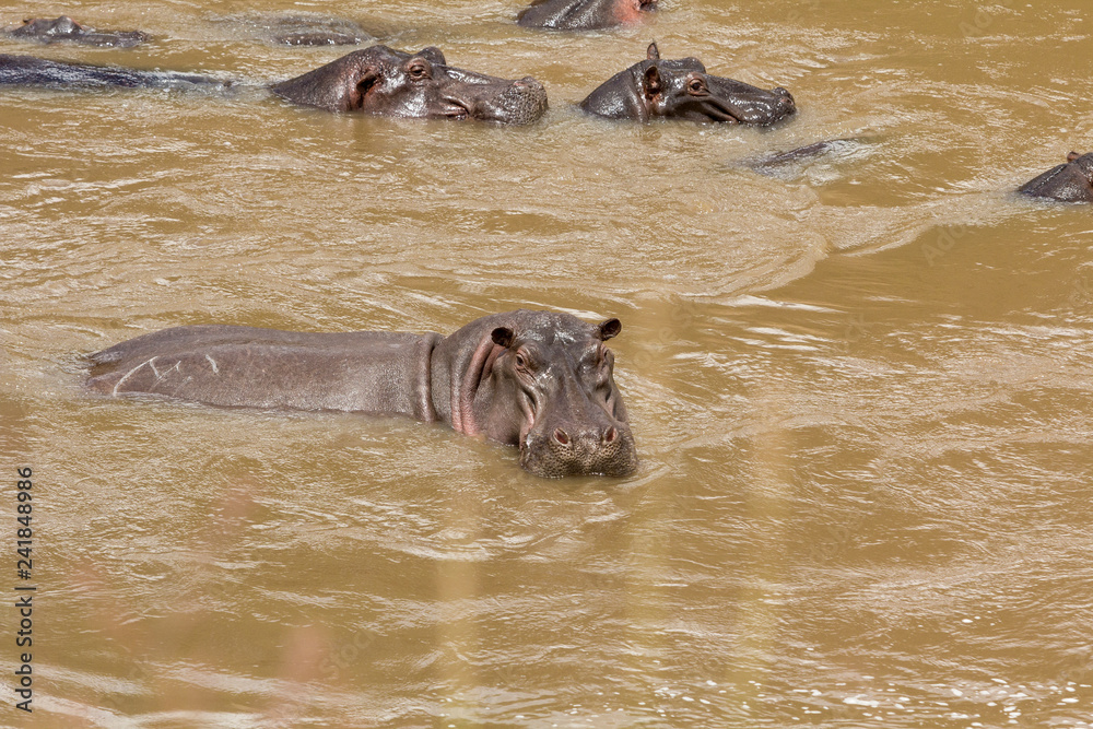 Fototapeta premium Hippos in the Mara River, Masai Mara, Kenya