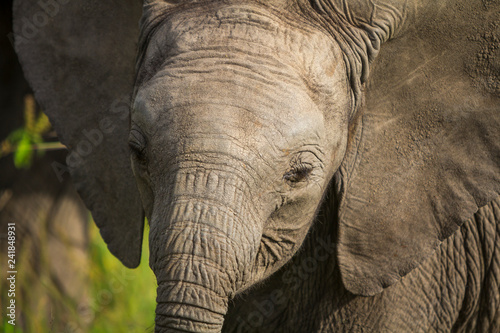 Baby Elephant in the Masai Mara