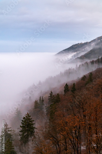 Nebelmeer im Herbstwald
