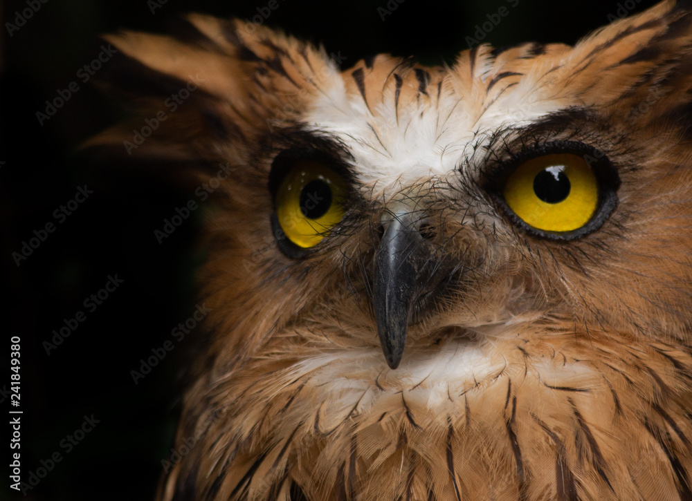 Portrait of a long-eared owl on a black background Portrait of a long-eared owl on a black background