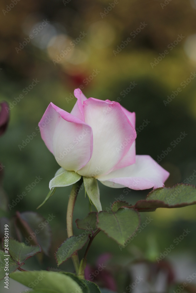 volksgarten vienna autumn fall tourist botanic flowers rose volksgarten vienna autumn fall tourist botanic flowers rose