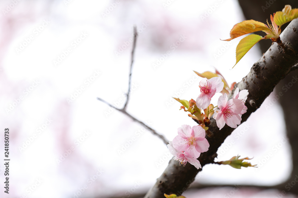 河津桜 河津桜