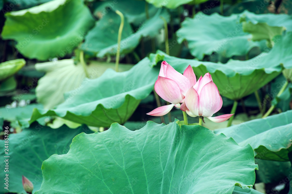 Pond lotus and lotus leaf