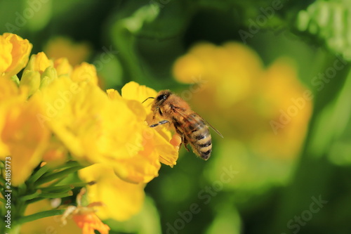 Honey bee keeping in Japan © mex99