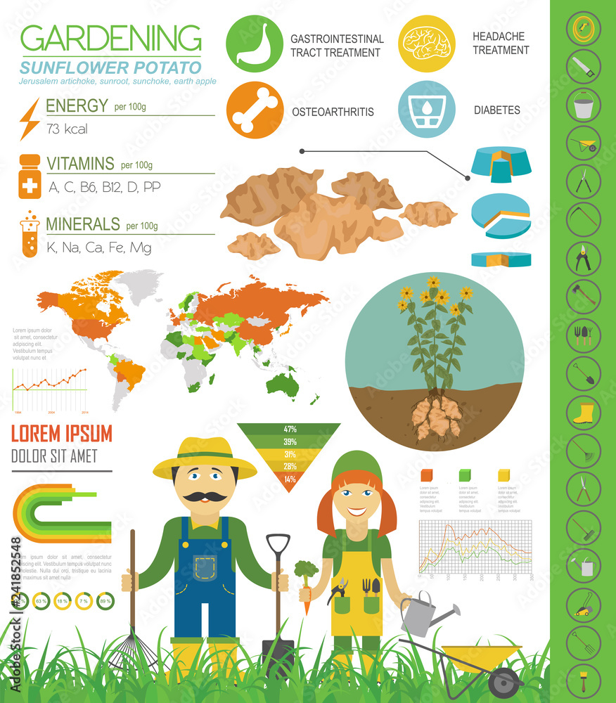 Fototapeta premium Sunflower potato beneficial features graphic template. Gardening, farming infographic, how it grows. Flat style design