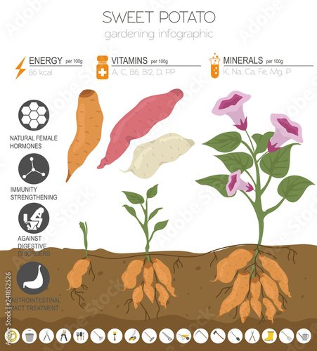 Sweet potato beneficial features graphic template. Gardening, farming infographic, how it grows. Flat style design