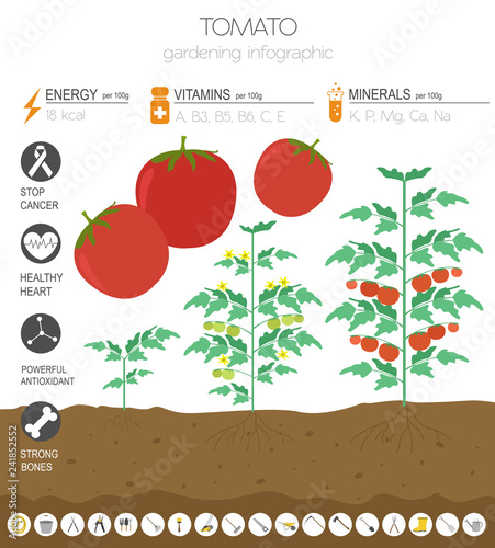 Tomato beneficial features graphic template. Gardening, farming infographic, how it grows. Flat style design