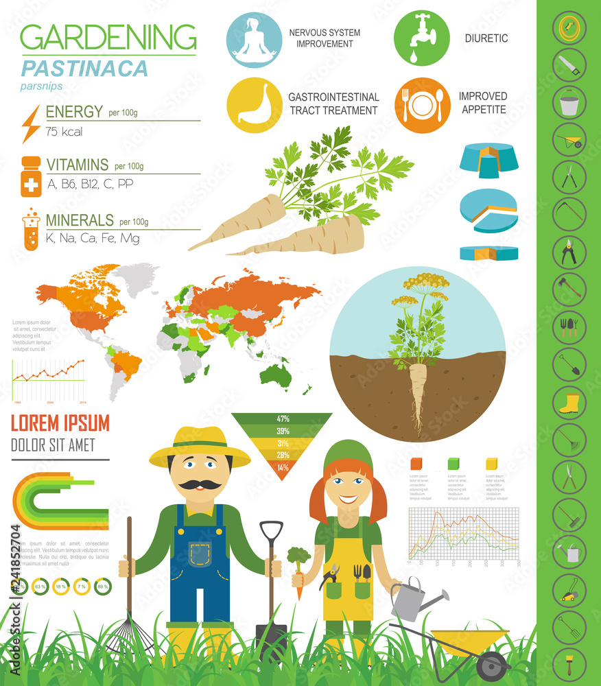 Pastinaca beneficial features graphic template. Gardening, farming infographic, how it grows. Flat style design