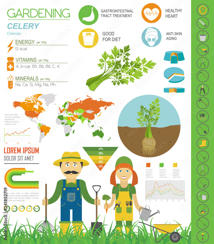 Celery beneficial features graphic template. Gardening, farming infographic, how it grows. Flat style design Celery beneficial features graphic template. Gardening, farming infographic, how it grows. Flat style design
