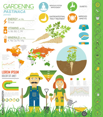 Pastinaca beneficial features graphic template. Gardening  farming infographic  how it grows. Flat style design