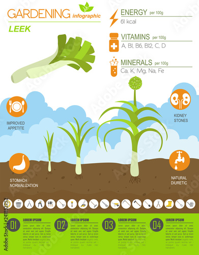 Leek onion beneficial features graphic template. Gardening, farming infographic, how it grows. Flat style design