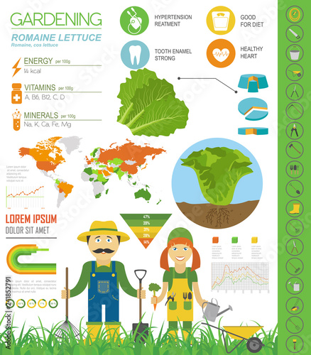 Romanie lettuce beneficial features graphic template. Gardening, farming infographic, how it grows. Flat style design
