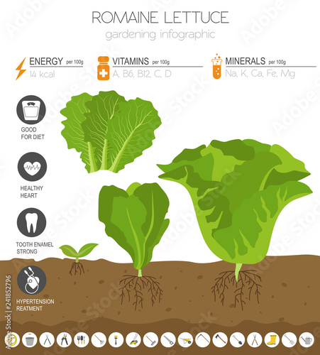 Romanie lettuce beneficial features graphic template. Gardening, farming infographic, how it grows. Flat style design