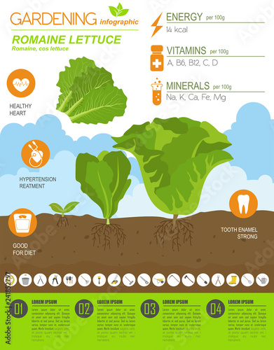 Romanie lettuce beneficial features graphic template. Gardening, farming infographic, how it grows. Flat style design