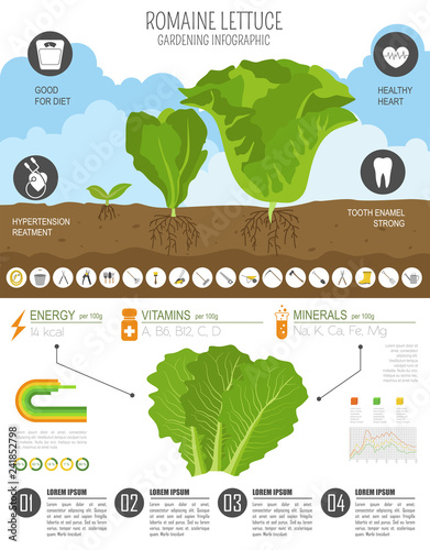 Romanie lettuce beneficial features graphic template. Gardening, farming infographic, how it grows. Flat style design