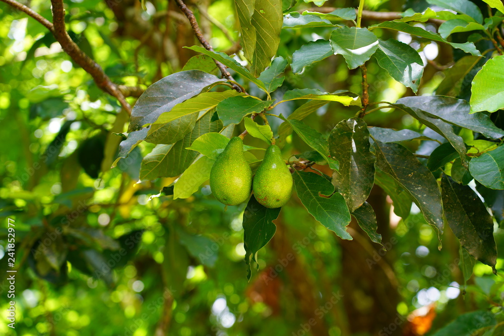 View of a green avocado growing on an avocado tree in French Polynesia