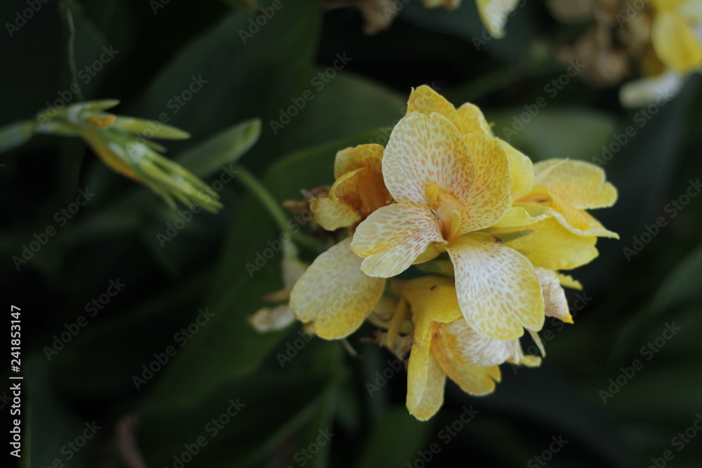 Fototapeta premium volksgarten vienna autumn fall tourist botanic flowers