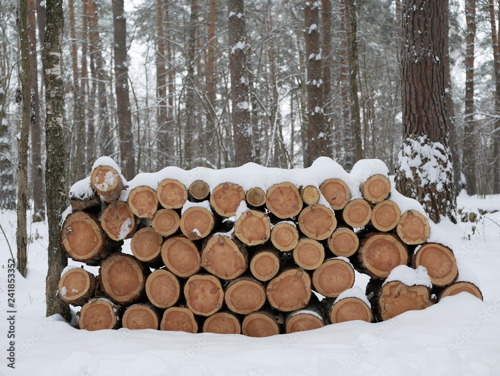 felled trees under the snow in the forest felled trees under the snow in the forest