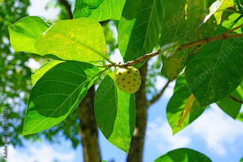 Canvas Print View of noni fruit (morinda citrifolia) growing on a tree in Moorea, French Poly