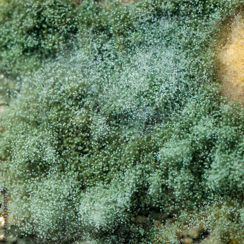 Fototapeta Naklejka Na Ścianę i Meble -  Bright penicillium mildew fungi on bread closeup macro