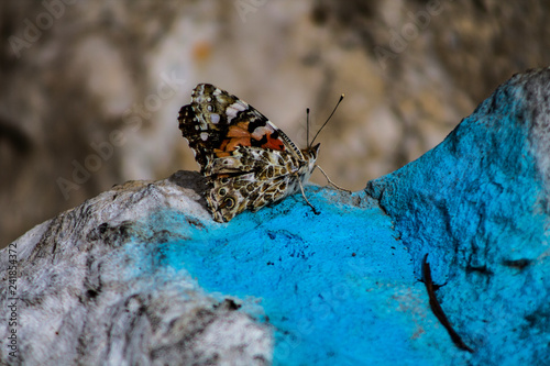 Close up on a beautiful butterfly resting on a rock