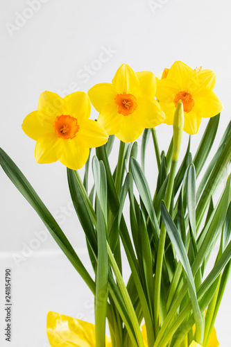 bunch of yellow daffodils isolated on white background
