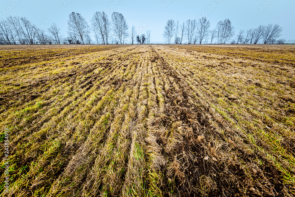 plowed agriculture field with trees plowed agriculture field with trees