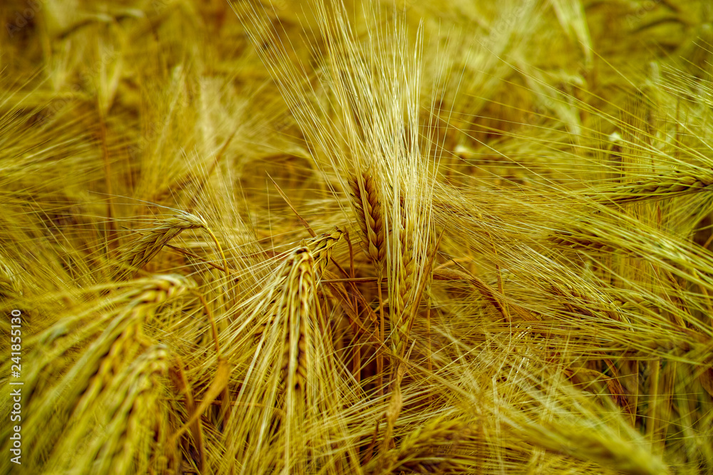 Bio farming, ripe yellow durum wheat plants growing on field, readi to harvest close up, food background