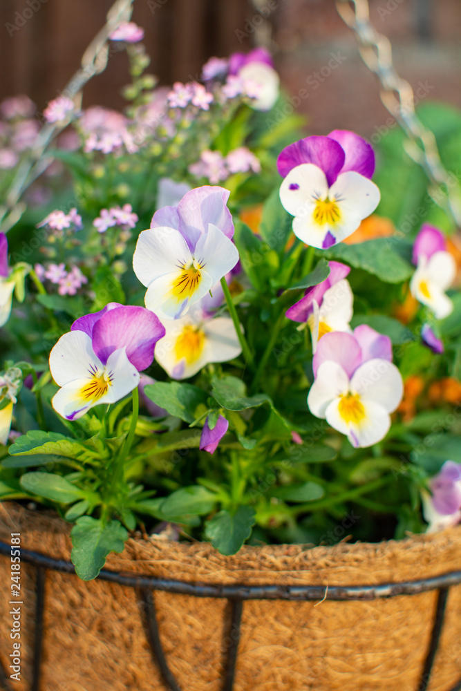 Garden decoration, colorful pink forget-me-nots and pansies flowers in a coconut hanging pot close up