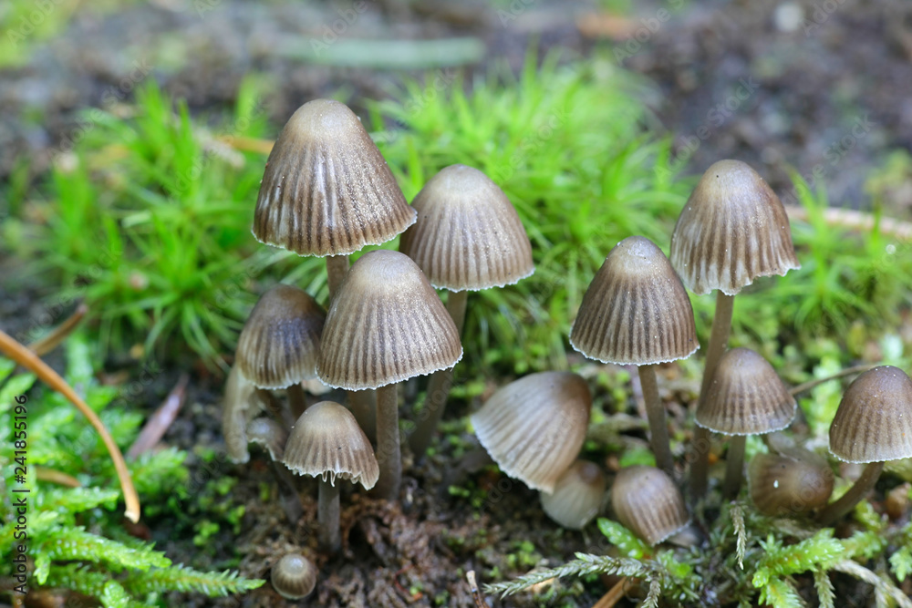 Mycena stipata, known as clustered pine bonnet,.wild mushroom from Finland Mycena stipata, known as clustered pine bonnet,.wild mushroom from Finland