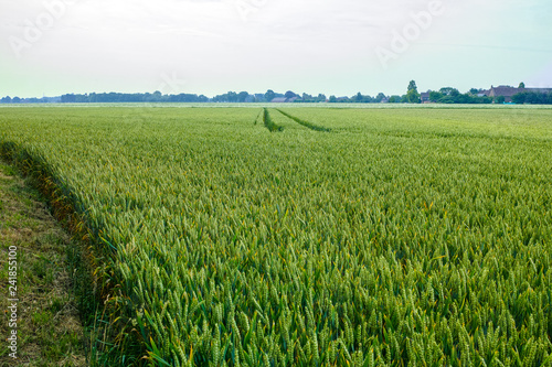 Bio farming, unripe green wheat plants growing on field