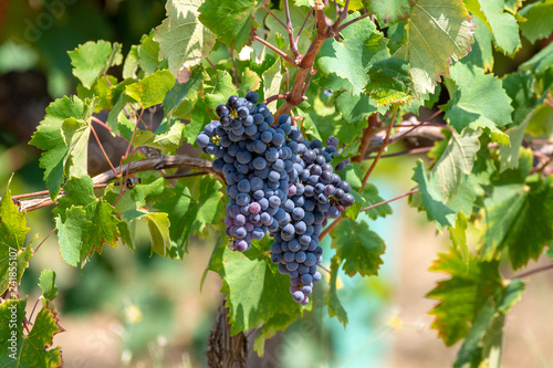 Red wine grapes plant, new harvest of black wine grape in sunny day photo