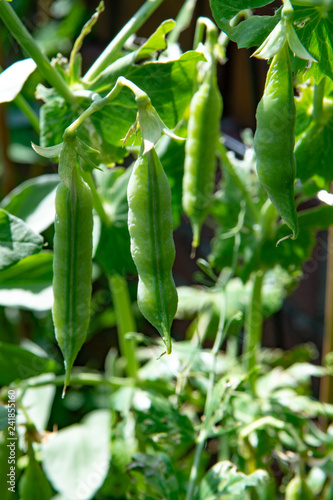 Sweet pea plant with green peas growing in farmers garden