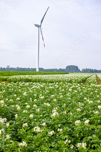 Blossoming of potato fields, potatoes plants with white flowers growing on farmers fiels photo