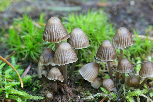 Mycena stipata, known as clustered pine bonnet,.wild mushroom from Finland