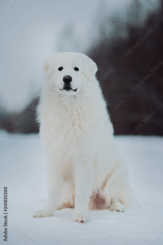 portrait of dog in winter park. the Maremma . Forest on background portrait of dog in winter park. the Maremma . Forest on background