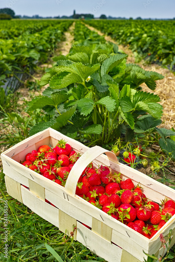 New harvest of sweet fresh outdoor red strawberry, growing outside in soil, ripe tasty strawberries in basket New harvest of sweet fresh outdoor red strawberry, growing outside in soil, ripe tasty strawberries in basket