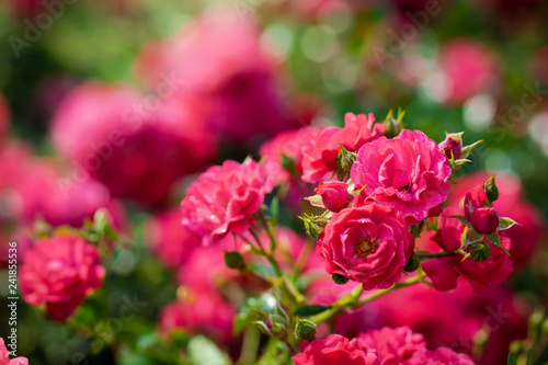 Rose flower on a green blur background.