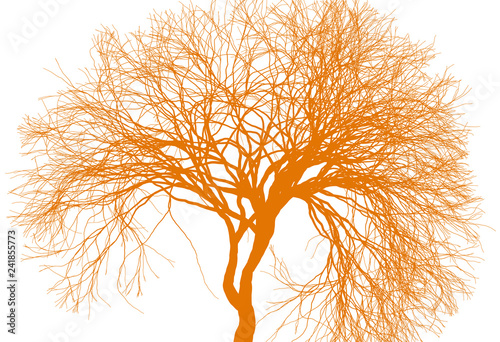 Leafless tree silhouette on white background. Fine detailed realistic illustration. Isolated design element.