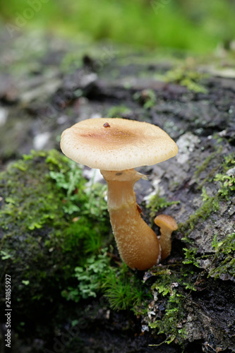 Honey mushroom, Armillaria gallica, a wild edible mushroom from Finland