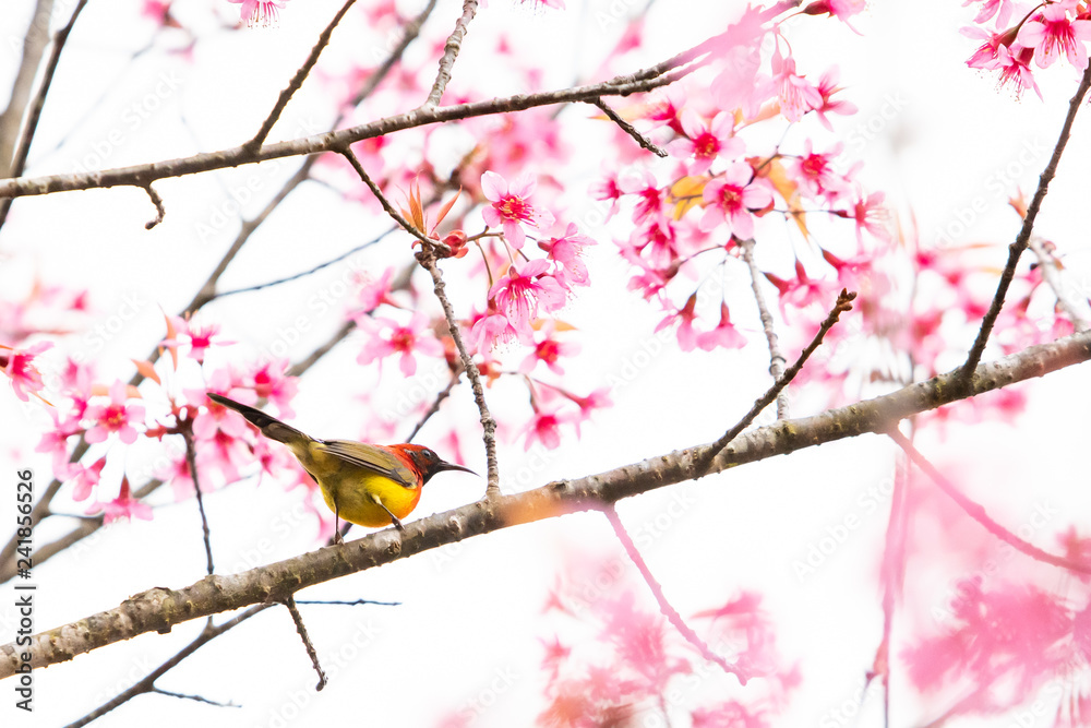 Fototapeta premium A colorful tiny Mrs.Gould's sunbird perch on Wild Himalayan Cherry branch