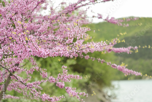 purple flowers in the garden